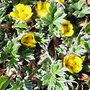 Potentilla pulchella