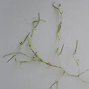 Potamogeton pusillus agg. (rdestnica drobna agg.)