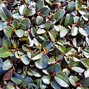 Salix polaris (wierzba polarna)