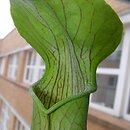 Sarracenia alata