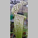 Sarracenia leucophylla