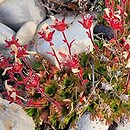 Saxifraga cespitosa (skalnica rozesłana)