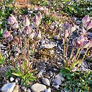 Silene uralensis ssp. uralensis