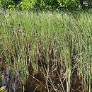 Peucedano palustris-Caricetum lasiocarpae - szuwar z turzycą nitkowatą