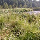 Caricetum paniculatae - zespół turzycy prosowatej