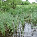 Equiseto fluviatilis-Caricetum rostratae - szuwar turzycy dzióbkowatej