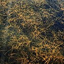 Charetalia hispidae - zb. ramienicowe wód żyźniejszych z wapniem