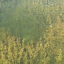 Charion fragilis - typowe słodkowodne łąki ramienicowe
