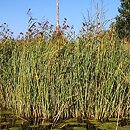 Cladietum marisci - szuwar kłociowy
