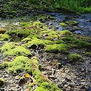 Brachythecio rivularis-Cratoneuretum - zespół źródliskowca zmiennego