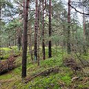 Empetro nigri-Pinetum - nadmorski bór sosnowy