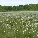 Sphagno recurvi-Eriophoretum vaginati - zespół torfowca kończystego z wełnianką pochwowatą