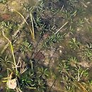 Littorellion uniflorae - zbiorowiska jezior lobeliowych itp.