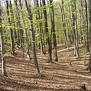 Luzulo pilosae-Fagetum - acidofilna buczyna niżowa