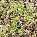 Myriophylletum alterniflori - zespół wywłócznika skrętoległego