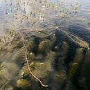Myriophylletum verticillati - zespół wywłócznika okółkowego