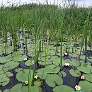 Nymphaeetum albo-candidae - zespół grzybieni północnych