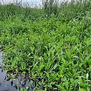 Oenanthion aquaticae - szuwary obrzeży dolinowych zbiorników