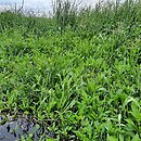 Oenantho aquaticae-Rorippetum amphibiae - zespół rzepichy ziemnowodnej