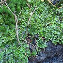 Pellio-Conocephaletum - zespół źródliskowy wątrobowców