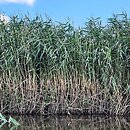 Phragmitetum communis - szuwar trzcinowy