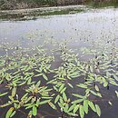 Polygonetum natantis - zespół rdestu ziemnowodnego formy pływającej