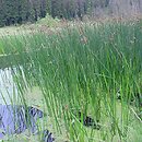 Scirpetum lacustris - szuwar oczeretowy
