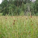 Sphagno-Juncetum effusi - zespół situ skupionego i rozpierzchłego