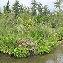 Thelypterido-Phragmitetum - zespół zachylnika błotnego z trzciną