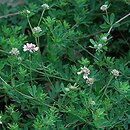 Dorycnium pentaphyllum (szyplin pięciolistny)