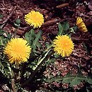 Taraxacum (mniszek)