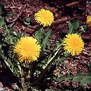 Taraxacum officinale coll. (mniszek lekarski (coll.))
