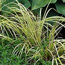 Acorus gramineus (tatarak trawiasty)