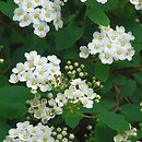 Spiraea trilobata (tawuła trójłatkowa)