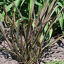 Phormium (tęgosz)