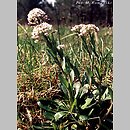 Thlaspi caerulescens ssp. caerulescens (tobołki alpejskie)