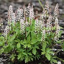 Tiarella Pink Skyrocket