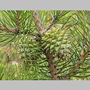 Pinus pungens (sosna kłująca)