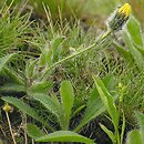 Hieracium sudetotubulosum (jastrzębiec rurkokwiatowy)