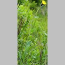 Hieracium uechtritzianum (jastrzębiec Uechtritza)