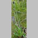 Hieracium rohlenae (jastrzębiec Rohleny)