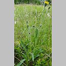 Hieracium schneiderianum (jastrzębiec Schneidera)