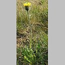 Hieracium melanocephalum (jastrzębiec ciemnokoszyczkowy)