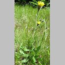 Hieracium schustleri (jastrzębiec Schustlera)