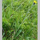 Hieracium fritzei s.str. (jastrzębiec Fritzego)
