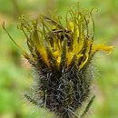 Hieracium nigrostylum (jastrzębiec ciemnosłupkowy)