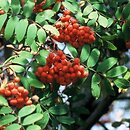 Rosaceae-D (różowate drzewa i krzewy)