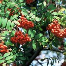 Sorbus (jarząb)
