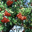 Sorbus aucuparia (jarząb pospolity)