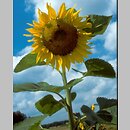 Helianthus (słonecznik)